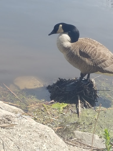 Wildlife Refuge «Great Meadows National Wildlife Refuge», reviews and photos, 73 Weir Hill Rd, Sudbury, MA 01776, USA