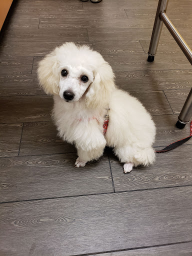 Pet Supply Store «PetSmart», reviews and photos, 4120 E 4th St, Ontario, CA 91764, USA