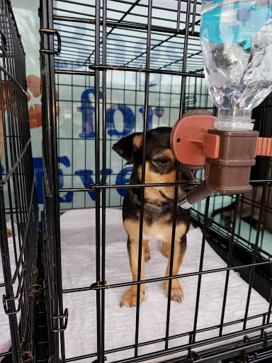 Pet Supply Store «Yummy Tummy Pet Supply», reviews and photos, 27149 185th Ave SE, Covington, WA 98042, USA