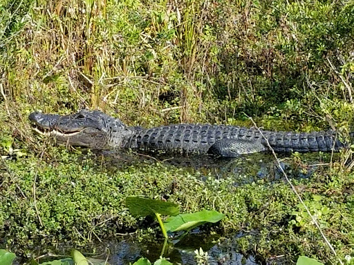 Golf Club «Oaks National Golf Club», reviews and photos, 1500 The Oaks Blvd, Kissimmee, FL 34746, USA