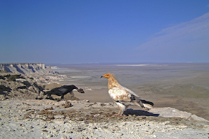 Ustyurtskiy Gosudarstvennyy Prirodnyy Zapovednik image