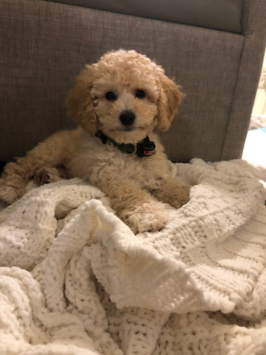 Pet Store «Happiness Is Pets Vi», reviews and photos, 616 E Roosevelt Rd, Lombard, IL 60148, USA