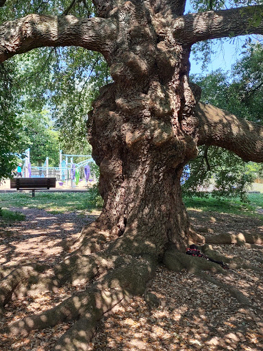 Park «Holmes Park», reviews and photos, Twin Lake Rd, Greenville, SC 29609, USA