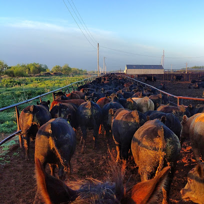 Herd Co Cattle Co