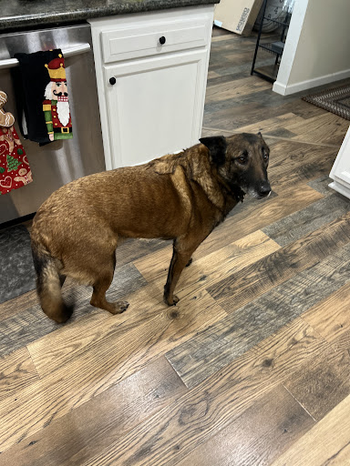 Nevada Veterinary Clinic