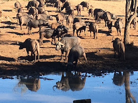 Lamai Safari Danmark