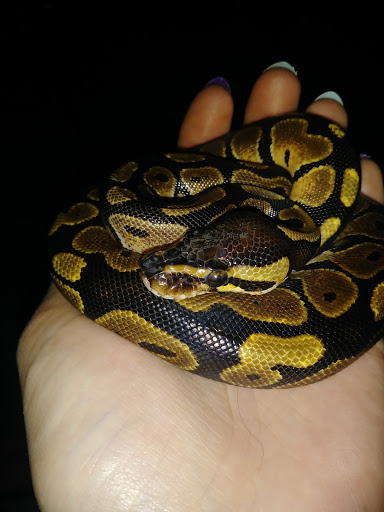 Pet Supply Store «PetSmart», reviews and photos, 19 Clifton Country Rd, Clifton Park, NY 12065, USA