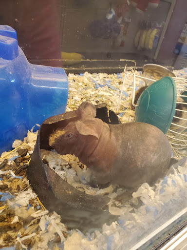 Pet Supply Store «PetSmart», reviews and photos, 1417 W Interstate 240 Service Rd, Oklahoma City, OK 73159, USA