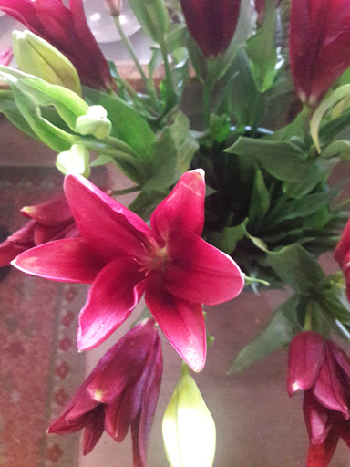 Florist «Ibritz Flower Decoratif», reviews and photos, 6130 Massachusetts Ave, New Port Richey, FL 34653, USA