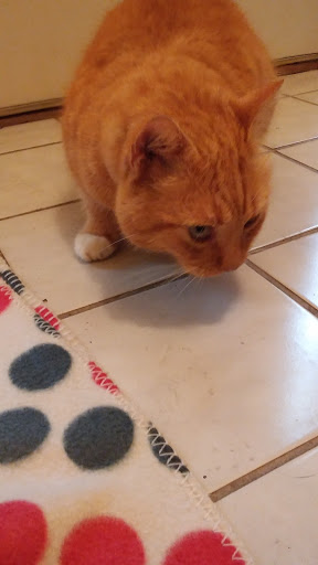 Pet Supply Store «Pet Supermarket», reviews and photos, 226 W 23rd St, Panama City, FL 32405, USA