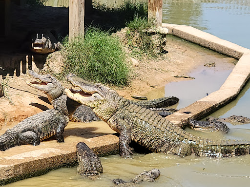 Zoo «Gators and Friends», reviews and photos, 11441 US-80, Greenwood, LA 71033, USA