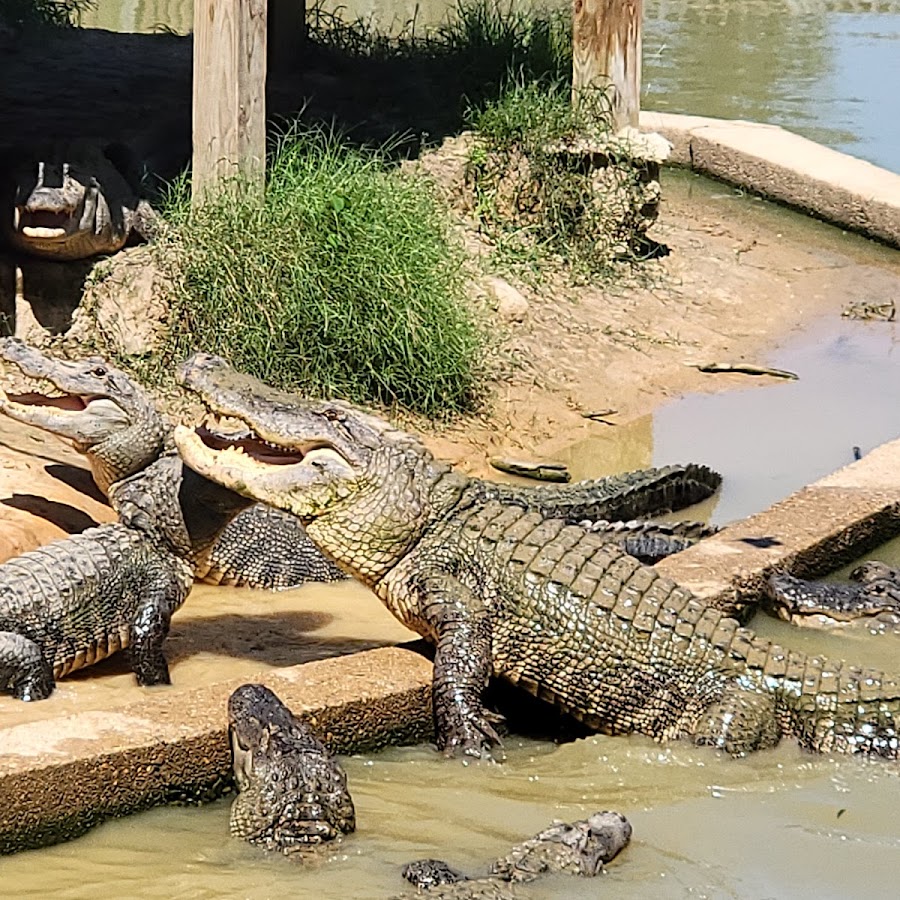 Gators and Friends