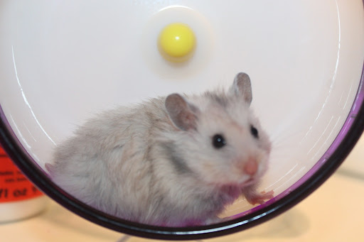 Pet Store «Pet World», reviews and photos, 7173 W Broward Blvd, Plantation, FL 33317, USA