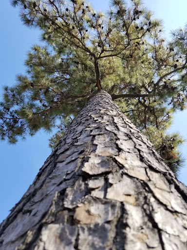 Park «Matzke Park», reviews and photos, 13110 Jones Rd, Houston, TX 77070, USA