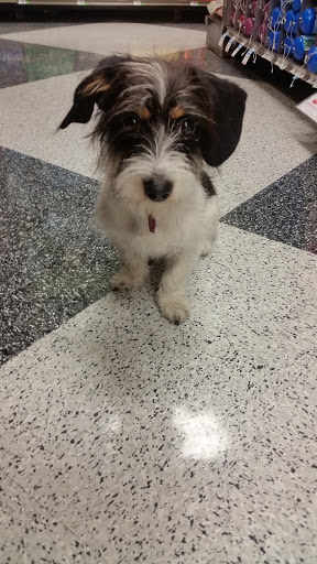 Pet Supply Store «Petco Animal Supplies», reviews and photos, 333 S State St a, Lake Oswego, OR 97034, USA