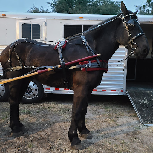 Event Venue «Southeastern Livestock Pavilion», reviews and photos, 2232 NE Jacksonville Rd, Ocala, FL 34470, USA