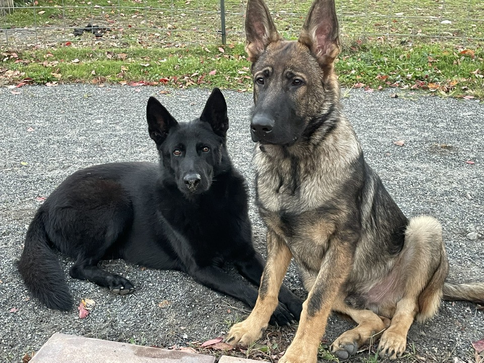 Hudson Valley K9 Academy