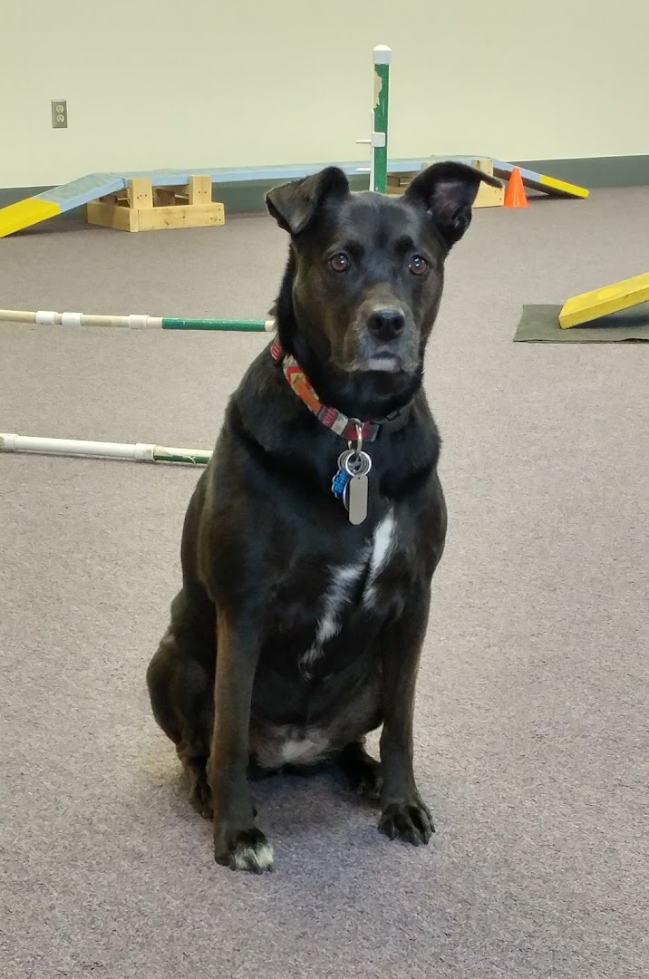 ​​​​2 Dogz Canine Training