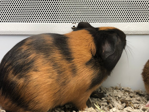 Pet Supply Store «Petco Animal Supplies», reviews and photos, 13053 Lee Jackson Memorial Hwy b, Fairfax, VA 22033, USA