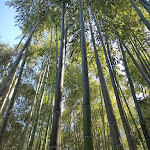 Photo n° 3 de l'avis de Joanna.a fait le 11/05/2023 à 06:56 pour Bambous en Provence à Eyragues