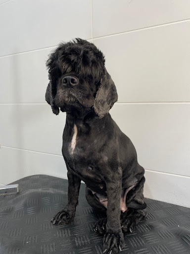 Clínica Veterinaria Guadiavet en Don Benito