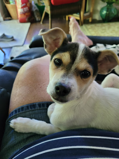 Animal Rescue Service «Motley Zoo Animal Rescue», reviews and photos, 16715 Cleveland St A, Redmond, WA 98052, USA