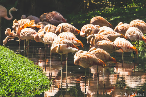 Zoo «Brevard Zoo», reviews and photos, 8225 N Wickham Rd, Melbourne, FL 32940, USA