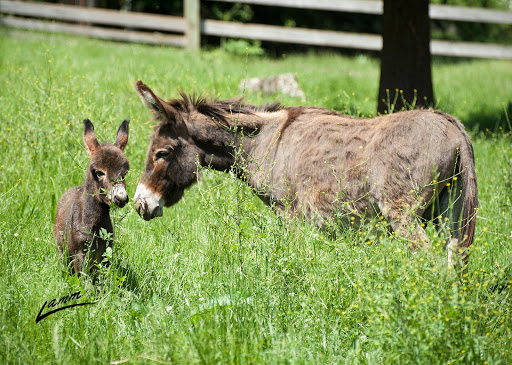 Tourist Attraction «Tollen Farm», reviews and photos, 11681 SW Tooze Rd, Wilsonville, OR 97070, USA