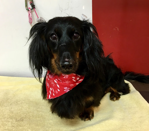 Pet Groomer «A Klassy Lassie, LLC», reviews and photos, 30 Old Jackson Rd, McDonough, GA 30252, USA