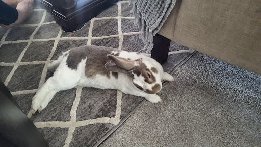 Avian & Exotic Animal Clinic veterinary clinic