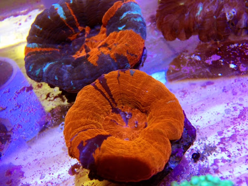 Pet Store «Corals and Fins», reviews and photos, 5011 W Hillsborough Ave, Tampa, FL 33634, USA