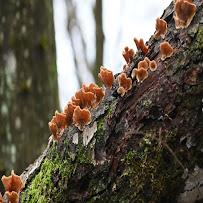 Handshake City Tree Service - Photo 4 - Car repair in Utica, NY, Utica