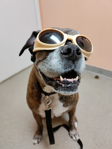 Connechusett Animal Hospital: Wood Tricia DVM image