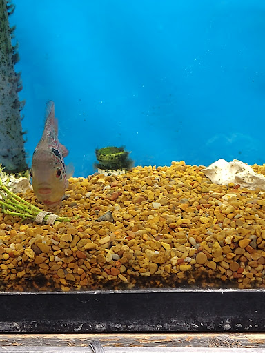 Pet Store «Brooklyn Zoo & Aquarium Pet Store», reviews and photos, 2377 Ralph Ave, Brooklyn, NY 11234, USA