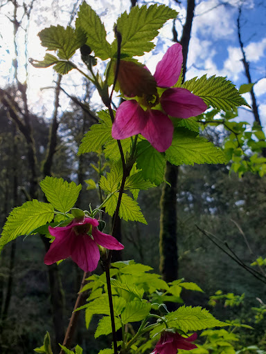 Tourist Attraction «Bridal Veil Falls», reviews and photos, E Crown Point Hwy, Bridal Veil, OR 97010, USA