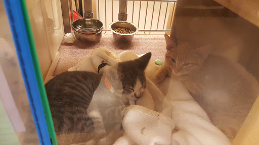 Pet Supply Store «PetSmart», reviews and photos, 1846 Wentzville Pkwy, Wentzville, MO 63385, USA