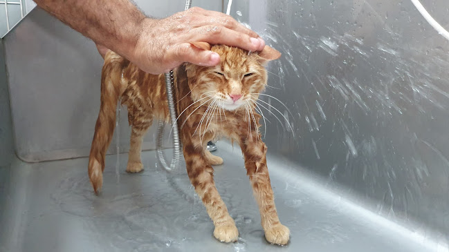 Comentarios y opiniones de Veterinaria Mis 4 patas