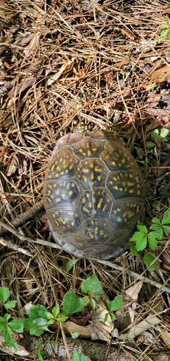 Bicycle Repair Shop «The Bike Path», reviews and photos, 2641 Florida St, Mandeville, LA 70448, USA