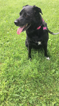 Love Bugs - Photo 4 - Car repair in , Atlanta