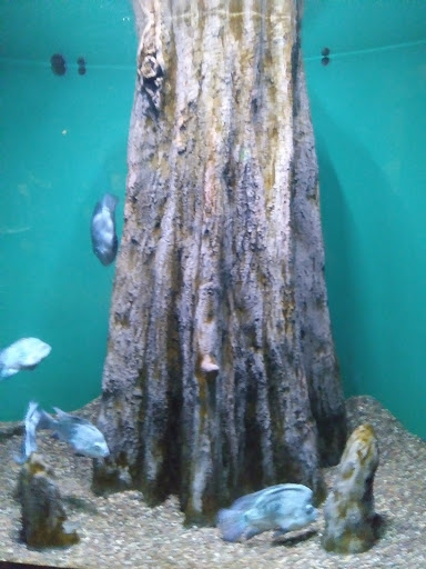 Aquarium «Audubon Aquarium of the Americas», reviews and photos, 1 Canal St, New Orleans, LA 70130, USA