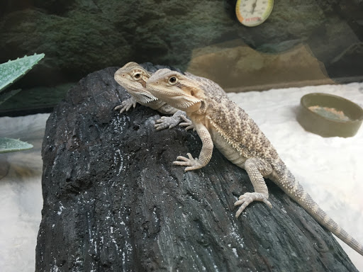 Pet Supply Store «Petco Animal Supplies», reviews and photos, 103 Commerce Way a, Woburn, MA 01801, USA