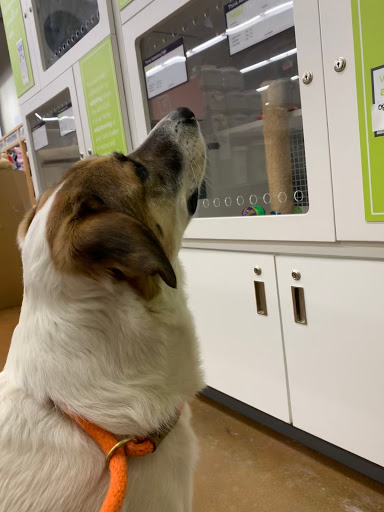 Pet Supply Store «Petco Animal Supplies», reviews and photos, 10864 Kuykendahl Rd, The Woodlands, TX 77381, USA