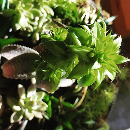 Florist «Concepts In Bloom», reviews and photos, 378 SE Port St Lucie Blvd #1004, Port St Lucie, FL 34984, USA