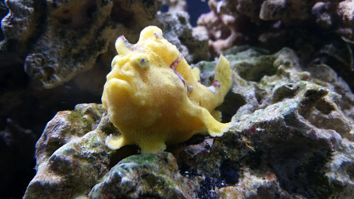 Tropical Fish Store «The Fish Store», reviews and photos, 2050 Chamblee Tucker Rd, Chamblee, GA 30341, USA