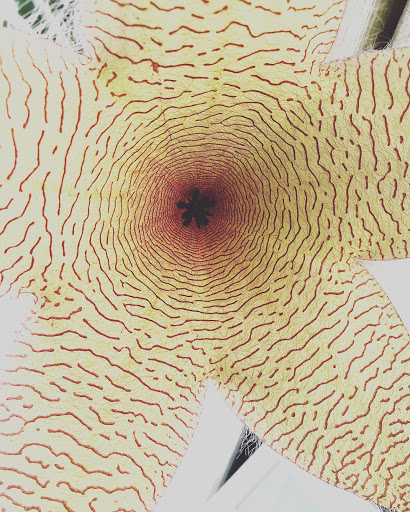 Florist «Sabellico Greenhouses & Florist», reviews and photos, 33 Hillside Lake Rd, Hopewell Junction, NY 12533, USA