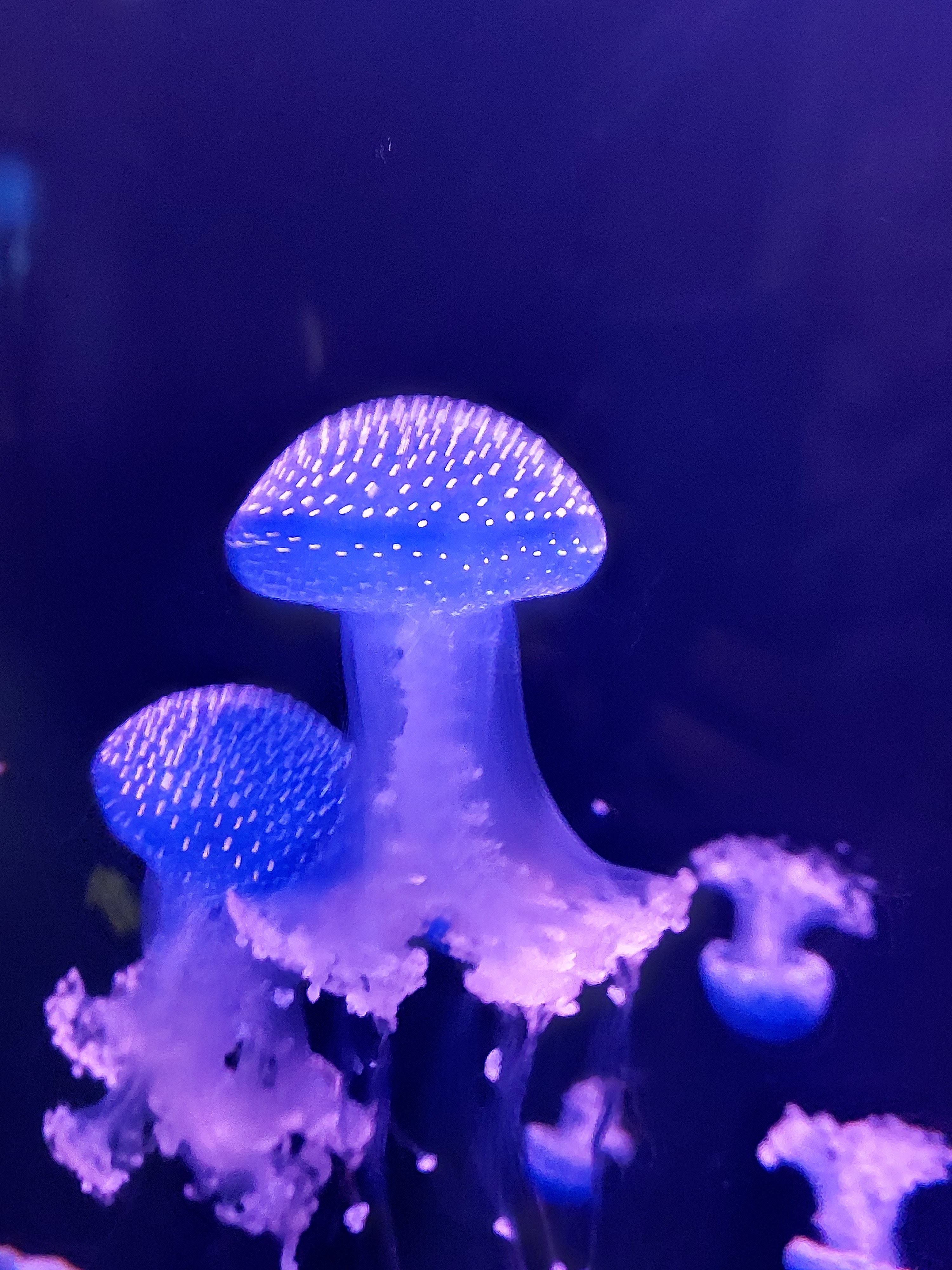 Photo n° 2 de l'avis de Helium. fait le 28/12/2022 à 17:25