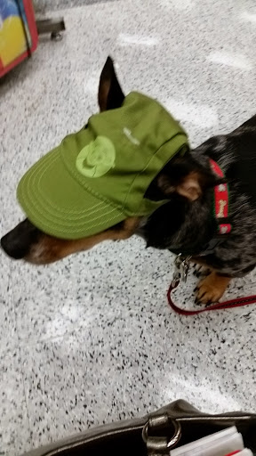 Pet Supply Store «Petco Animal Supplies», reviews and photos, 4209 Wheaton Way, Bremerton, WA 98310, USA