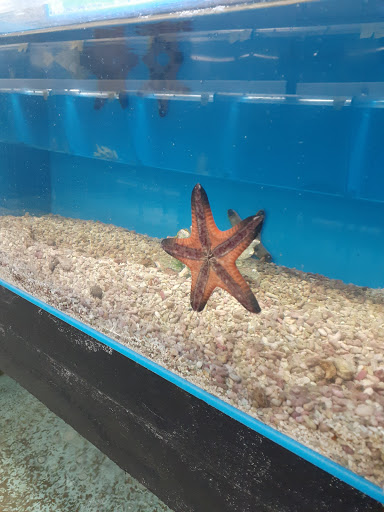 Pet Supply Store «Global Aquatics & Pet Supplies», reviews and photos, 1420 S Carlos Ave, Ontario, CA 91761, USA