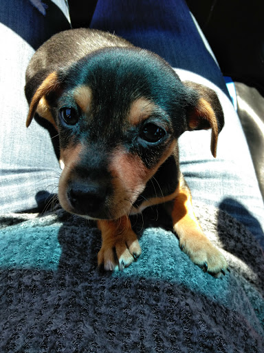 Pet Supply Store «PetSmart», reviews and photos, 2100 McHenry Ave, Modesto, CA 95350, USA