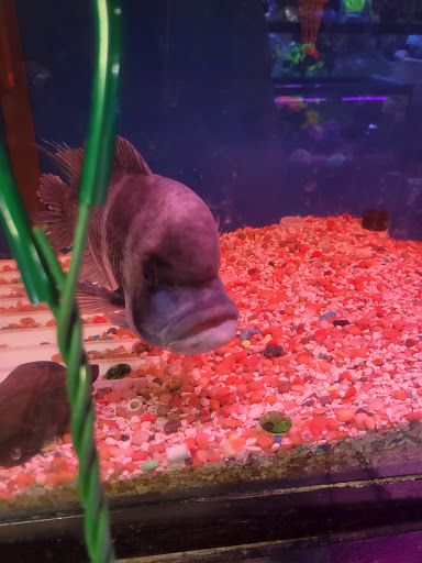 Tropical Fish Store «Kissena Aquarium Inc», reviews and photos, 4630 Kissena Blvd, Flushing, NY 11355, USA